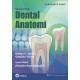 Woelfel Dental Anatomi