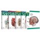 Sobotta İnsan Anatomisi Atlas Türkçe (4 CİLT)